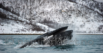 BB 13 0268 / Megaptera novaeangliae / Knølhval